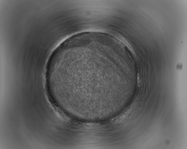 X0000099450436200805301516