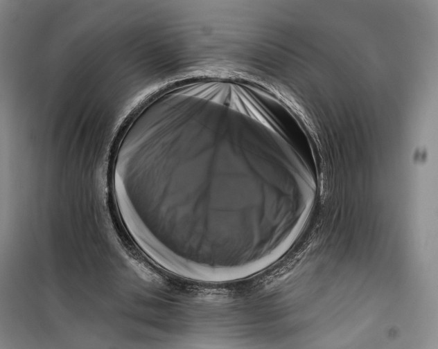 X0000099450438200805301516