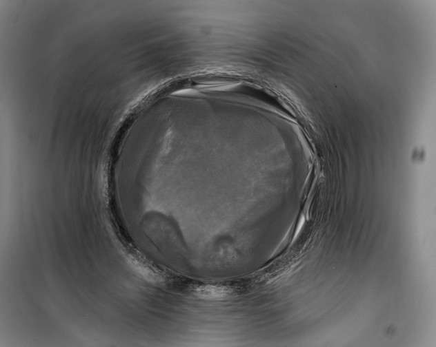 X0000099450444200805301516