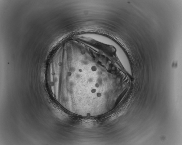 X0000099450446200805301516