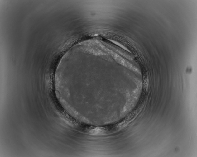 X0000099450460200805301516