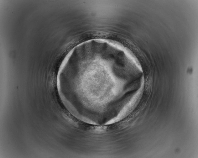 X0000099450474200805301516