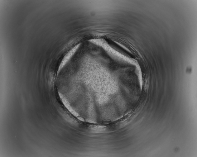 X0000099450476200805301516