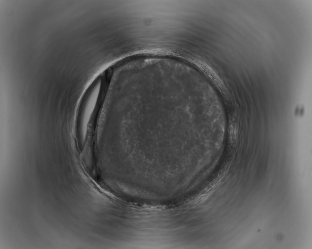 X0000099450484200805301516