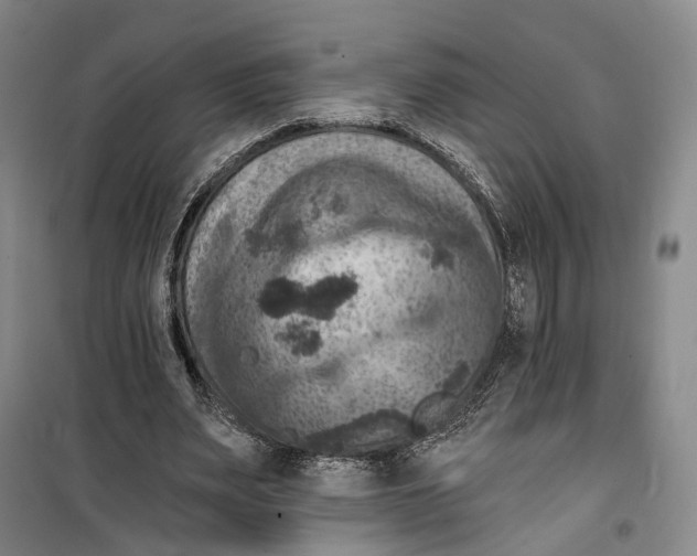 X0000099450487200805301516