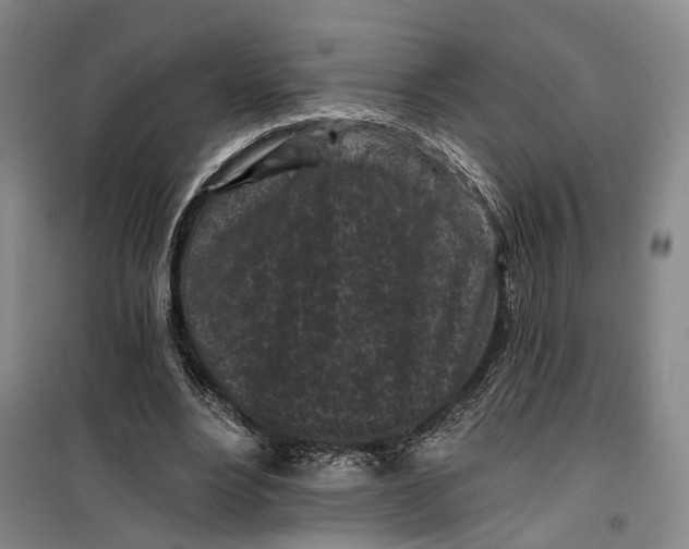 X0000099450488200805301516