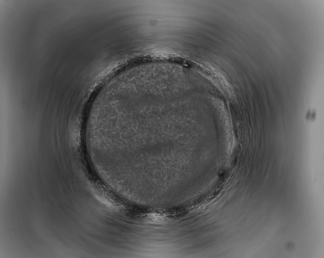 X0000099450496200805301515