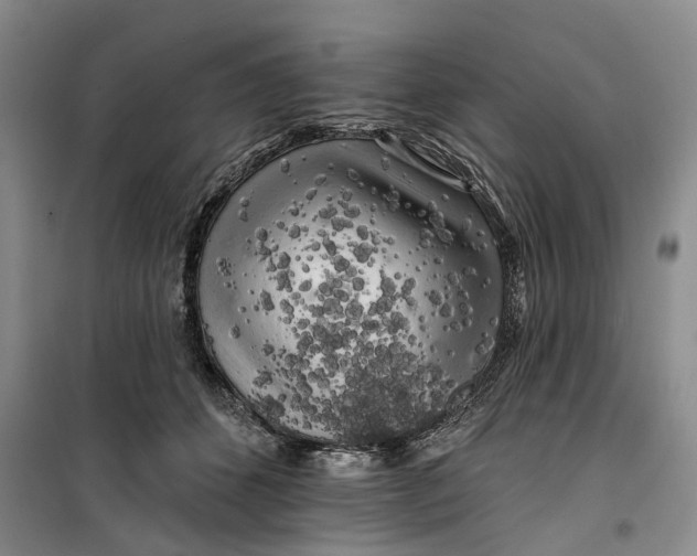 X0000099450512200805301515