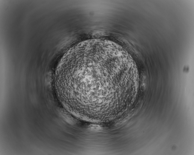 X0000099450519200805301515