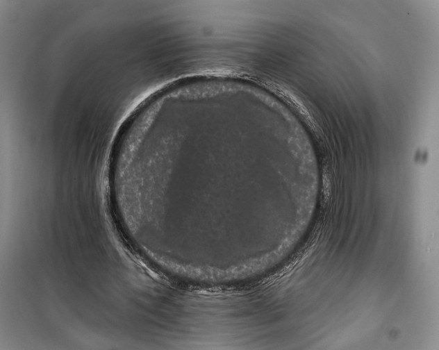 X0000099450532200805301514