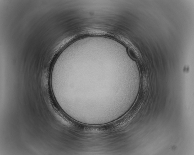 X0000099450533200805301514