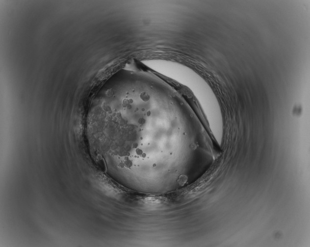 X0000099450566200805301515