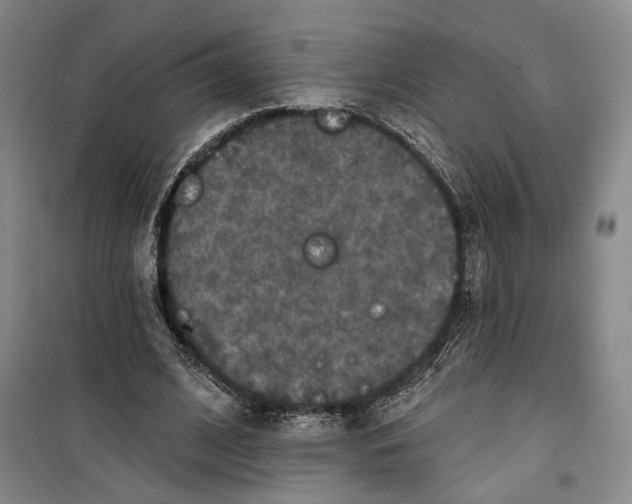 X0000099450584200805301514