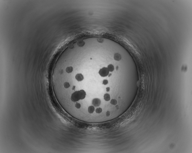 X0000099450634200805301513