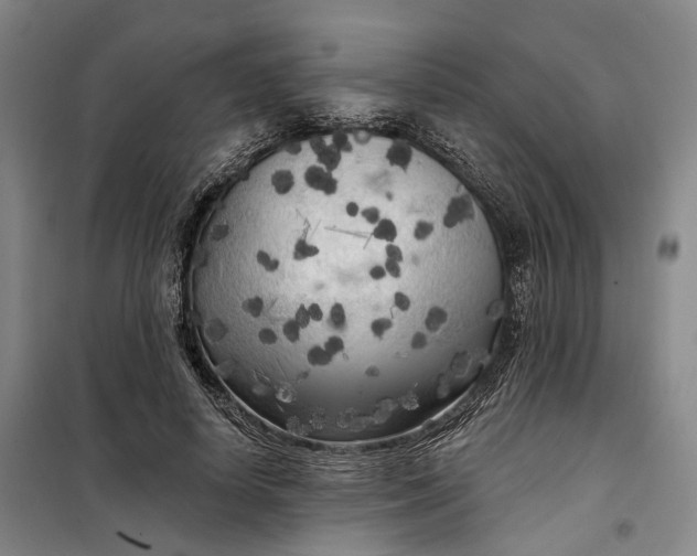 X0000099450642200805301513