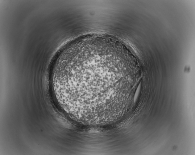 X0000099450684200805301513