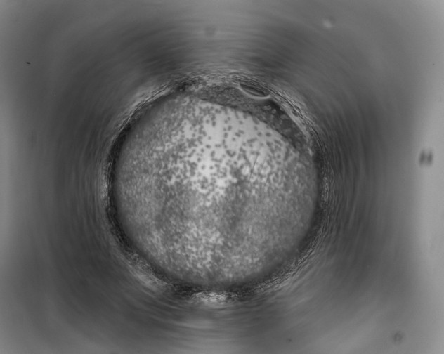 X0000099450687200805301513