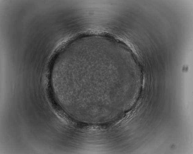 X0000099450736200805301512