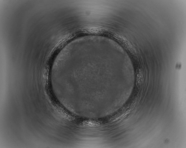 X0000099450739200805301512