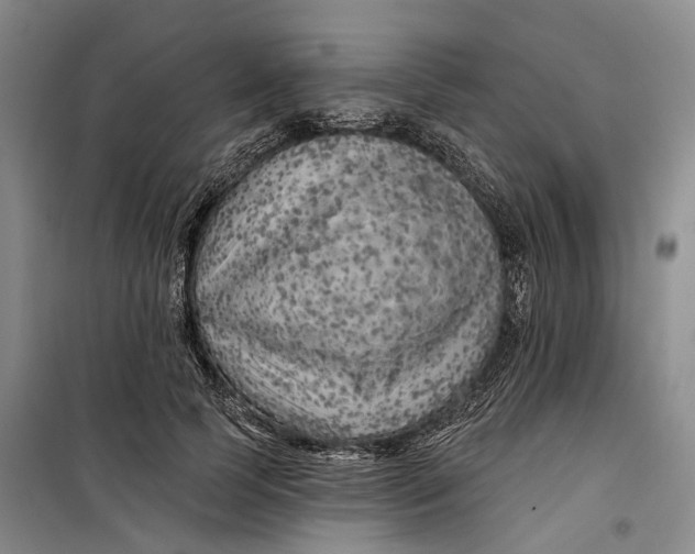 X0000099450745200805301512