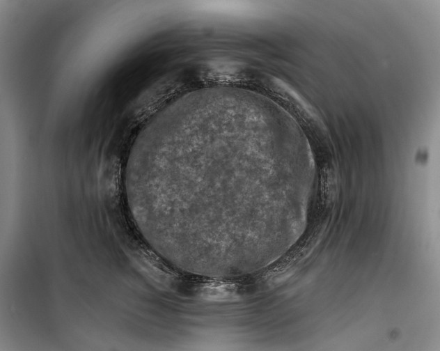 X0000099450760200805301512