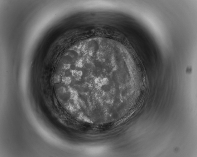 X0000099450765200805301512