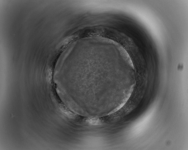 X0000099450767200805301512