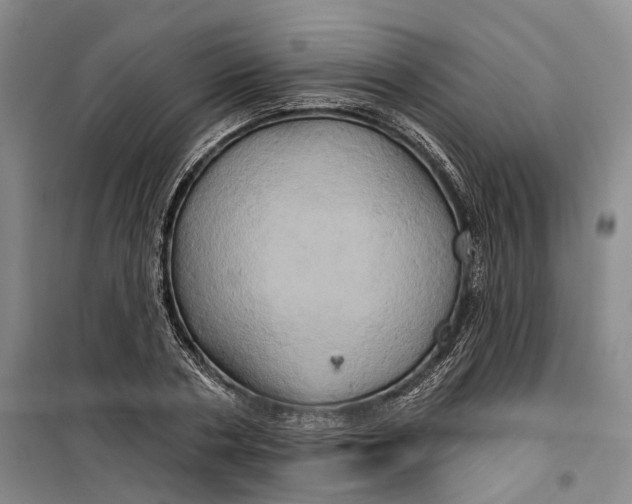 X0000099450786200805301511