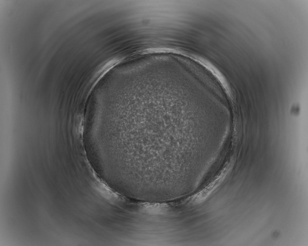 X0000099450809200805301511