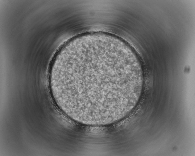 X0000099450832200805301510