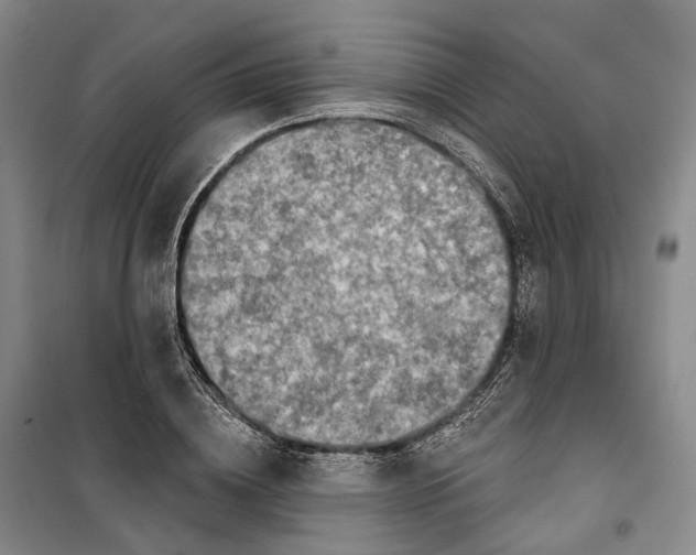 X0000099450836200805301510