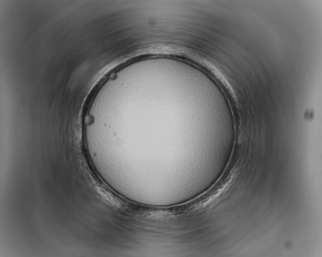 X0000099450837200805301510