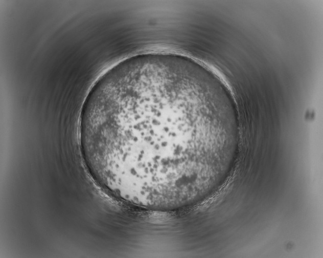 X0000099450839200805301510