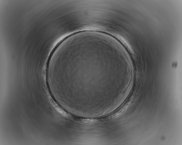 X0000099450854200805301511