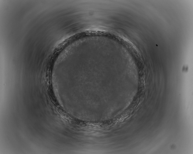 X0000099450870200805301510