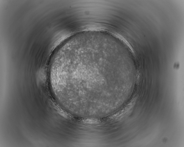 X0000099450874200805301510