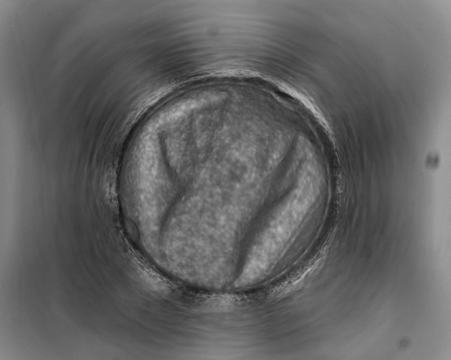 X0000099450881200805301510