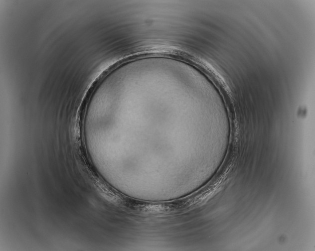 X0000099450883200805301510