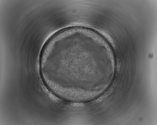 X0000099450888200805301510