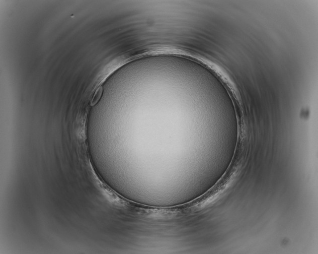 X0000099450905200805301510