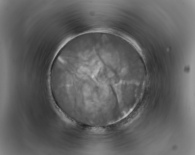 X0000099450907200805301510