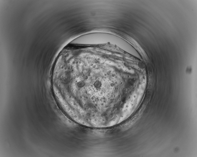 X0000099450908200805301510