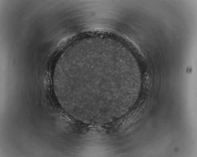 X0000099450918200805301509