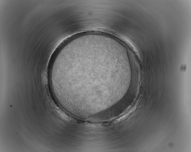 X0000099450924200805301509