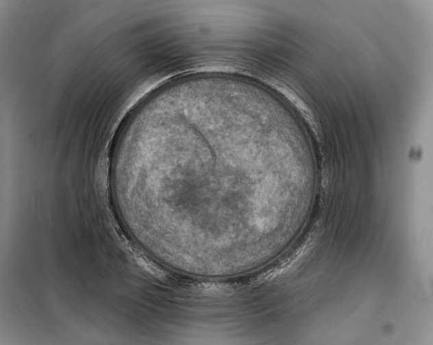 X0000099450933200805301509