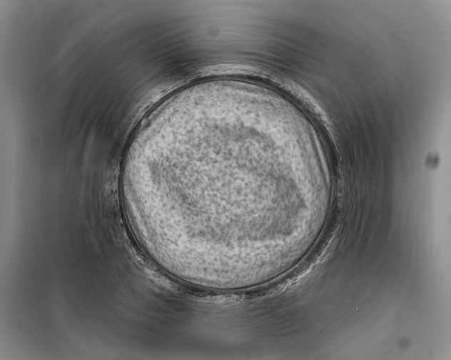 X0000099450937200805301509