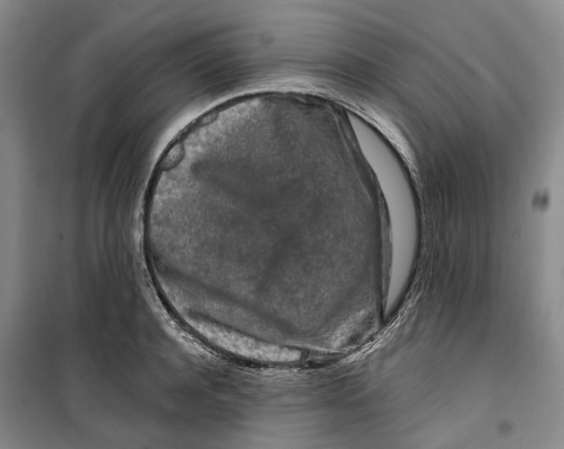 X0000099450944200805301509