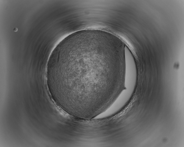 X0000099450948200805301509