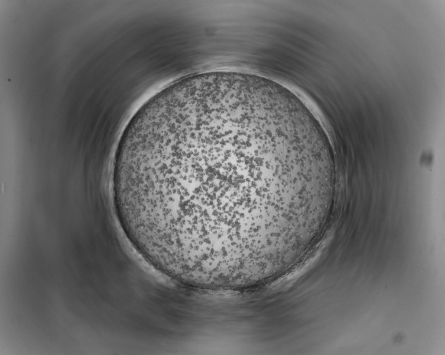 X0000099450957200805301509