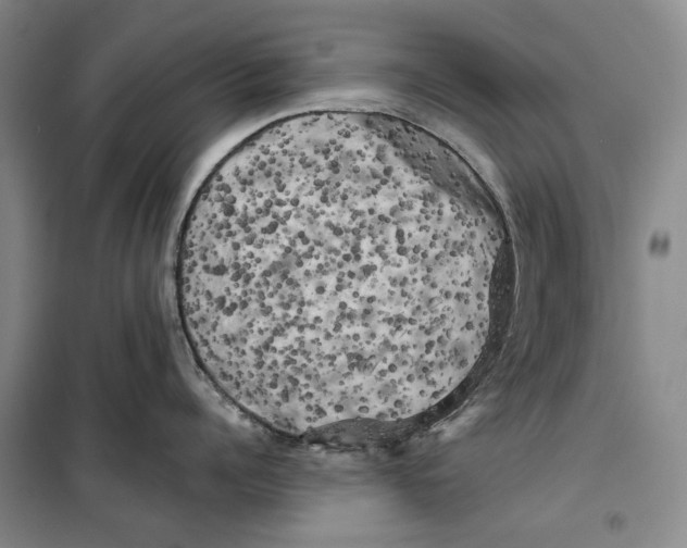 X0000099450960200805301510